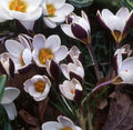 Buy Crocus 'Ladykiller' Bulbs online UK
