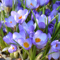 Buy Crocus 'Zenith' Bulbs online UK