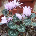 Buy Cyclamen mirabile (Sowbread) Bulbs online UK