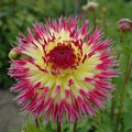Buy Dahlia 'Lindsay Michelle' Tubers online UK