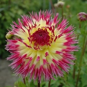 Buy Dahlia 'Lindsay Michelle' Tubers online UK