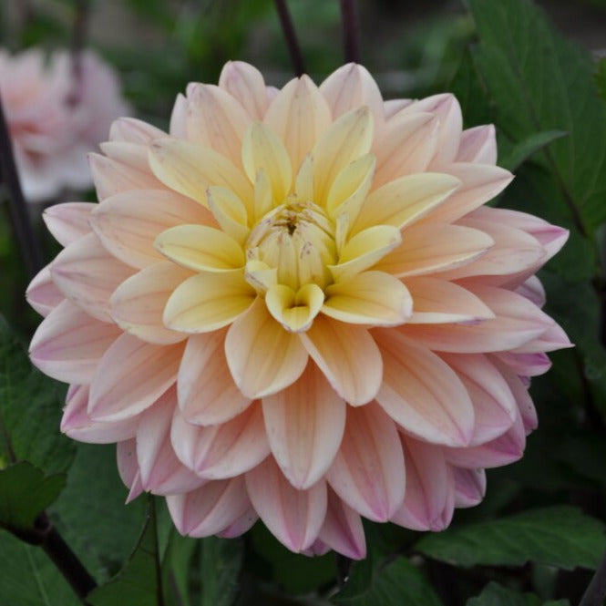 Buy Dahlia 'Mondriaan' Tubers online UK