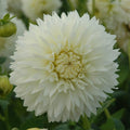 Buy Dahlia 'Myama Fubuki' Tubers online UK