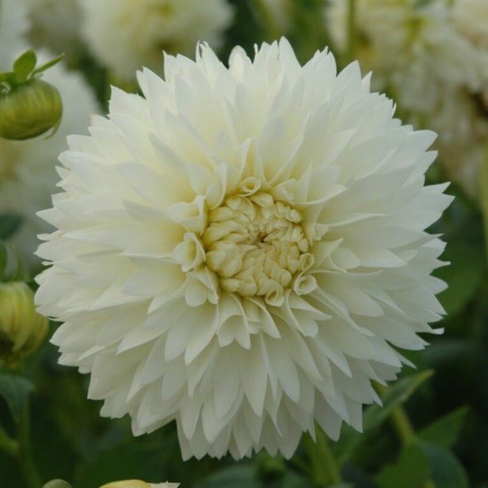 Buy Dahlia 'Myama Fubuki' Tubers online UK