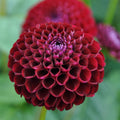Buy Dahlia 'Natal' Tubers online UK