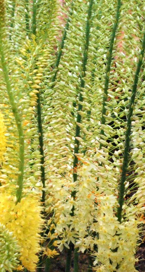 Buy Eremurus 'Foxtrot' Bulbs online UK