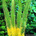Buy Eremurus 'Jeanne-Claire' Bulbs online UK