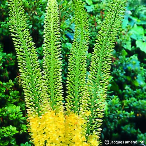 Buy Eremurus 'Jeanne-Claire' Bulbs online UK