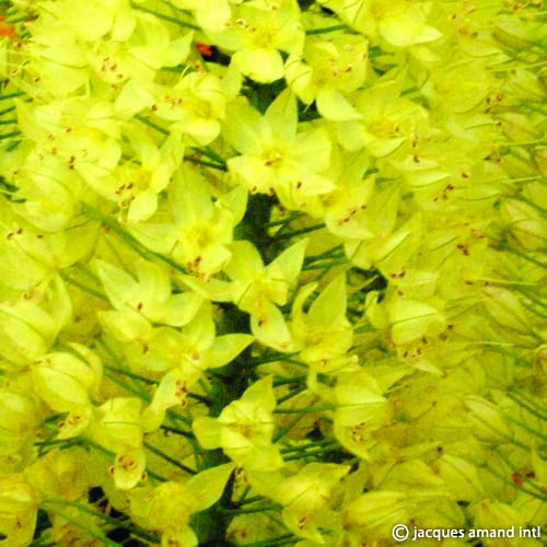 Buy Eremurus 'Lemon Fizz' Bulbs online UK
