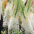 Buy Eremurus 'Linedance' Bulbs online UK