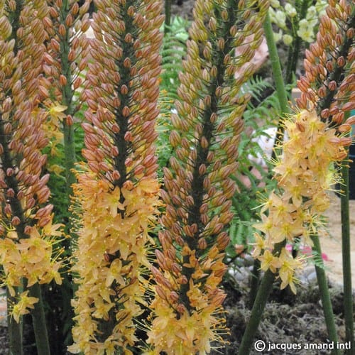 Buy Eremurus 'Rumba' Bulbs online UK