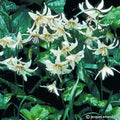 Buy Erythronium californicum 'White Beauty' Bulbs online UK