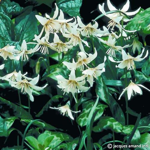 Buy Erythronium californicum 'White Beauty' Bulbs online UK