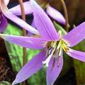 Buy Erythronium dens-canis 'Frans Hals' Bulbs online UK