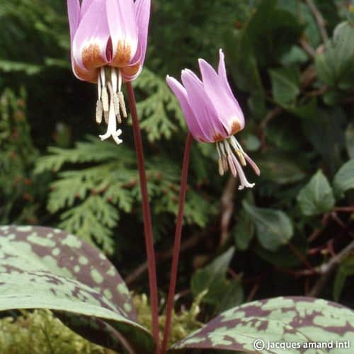 Buy Erythronium dens-canis 'Purple King' Bulbs online UK