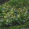 Buy Erythronium 'Pagoda' Bulbs online UK