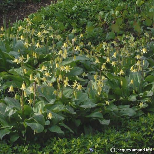 Buy Erythronium 'Pagoda' Bulbs online UK