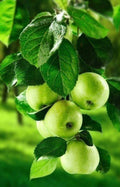 Fruits Apples Diamond Painting Kit - DIY