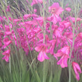 Buy Gladiolus communis ssp. byzantinus (Byzantine Gladiolus) - True Stock Corms online UK