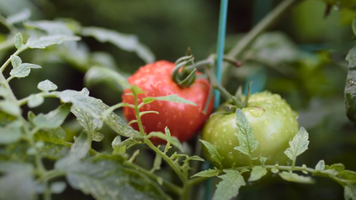 Grow - Organic Raised Bed and General-Use Soil Mix