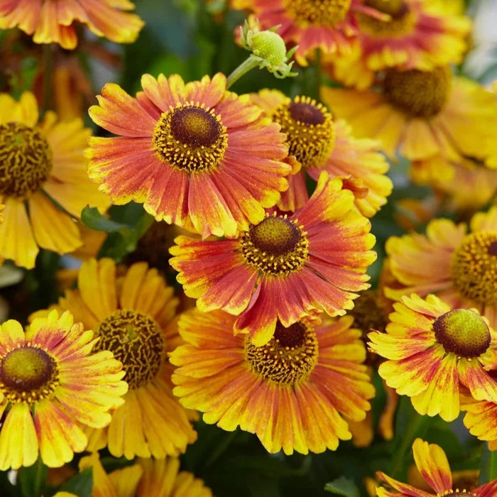 Buy Helenium autumnale 'Peach Sundae' online UK