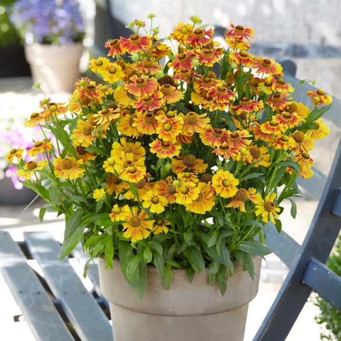 Buy Helenium autumnale 'Peach Sundae' online UK