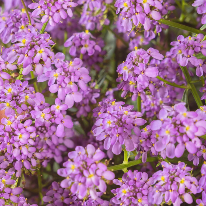Buy Iberis 'Mermaid Lavender' online UK