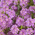 Buy Iberis 'Mermaid Lavender' online UK