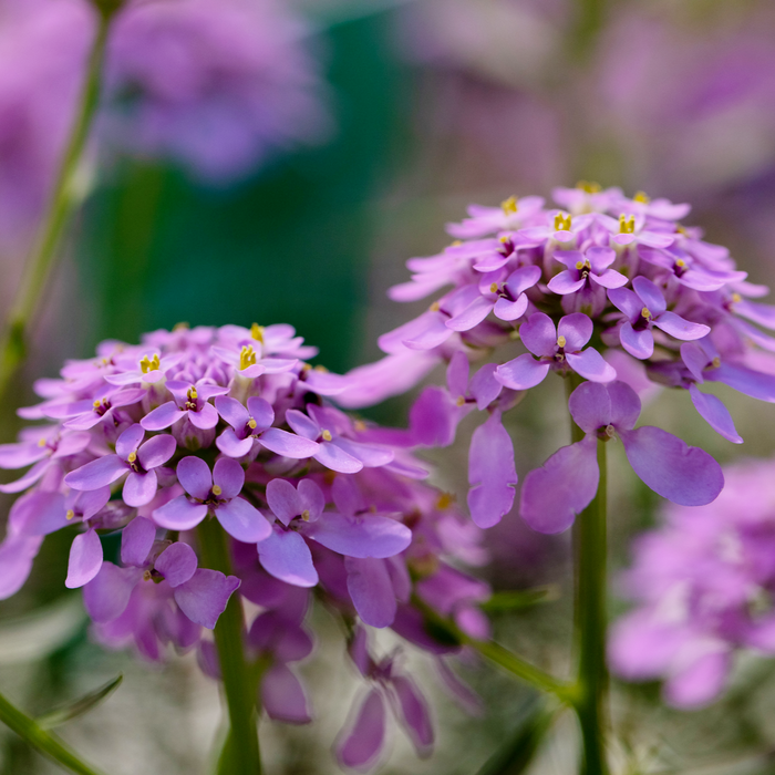 Buy Iberis 'Mermaid Lavender' online UK