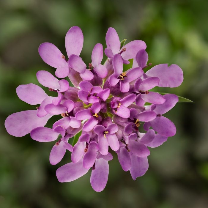 Buy Iberis 'Mermaid Lavender' online UK