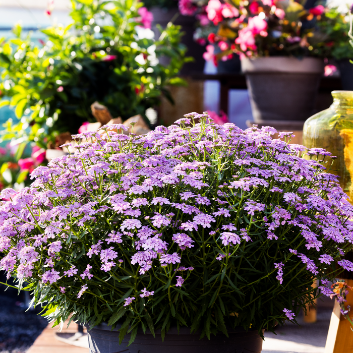 Buy Iberis 'Mermaid Lavender' online UK