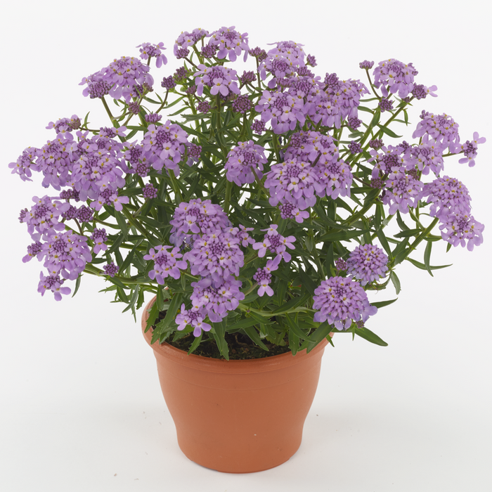 Buy Iberis 'Mermaid Lavender' online UK