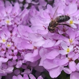 Buy Iberis 'Mermaid Lavender' online UK