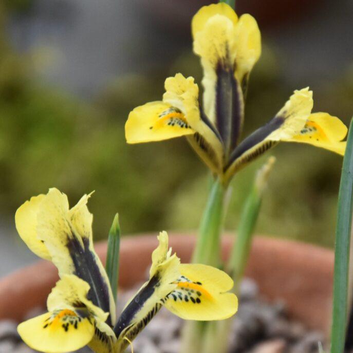 Buy Iris reticulata 'Orange Glow' Bulbs online UK