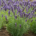 Buy Lavandula angustifolia 'Blue Spear' online UK
