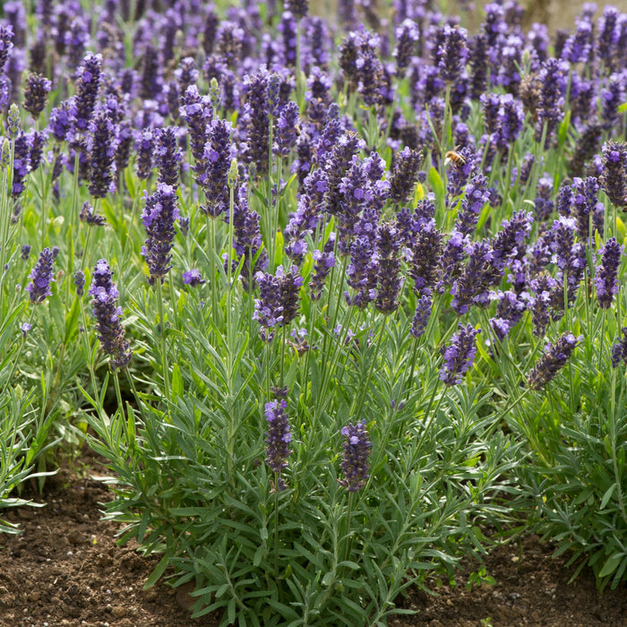 Buy Lavandula angustifolia 'Blue Spear' online UK