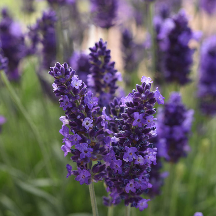 Buy Lavandula angustifolia 'Blue Spear' online UK