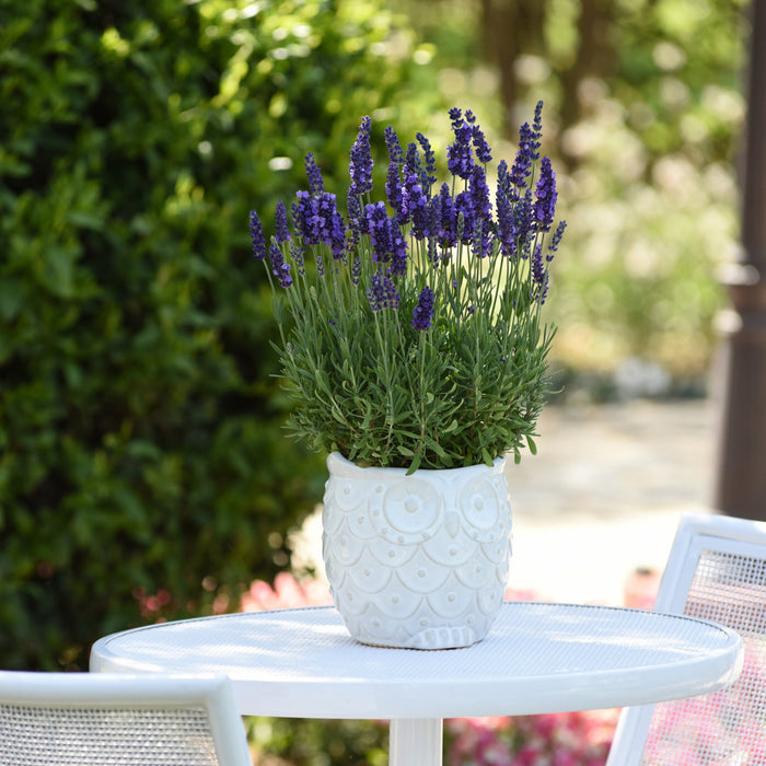 Buy Lavandula angustifolia 'Blue Spear' online UK