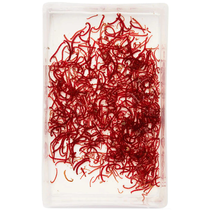 Buy Aquatic Live Food online UK