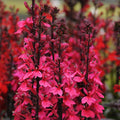 Buy Lobelia × speciosa 'Starship Deep Rose' online UK