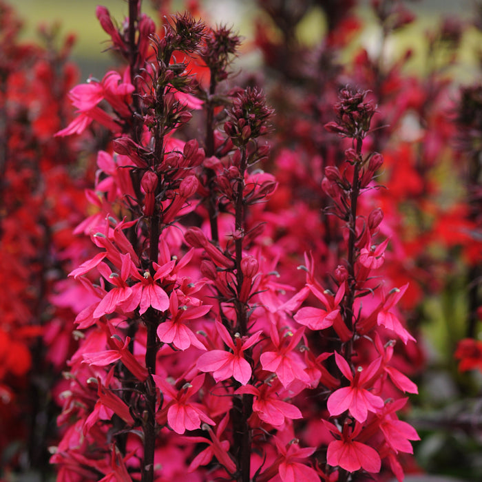 Buy Lobelia × speciosa 'Starship Deep Rose' online UK