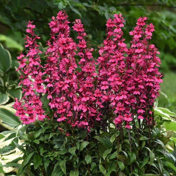 Buy Lobelia × speciosa 'Starship Deep Rose' online UK