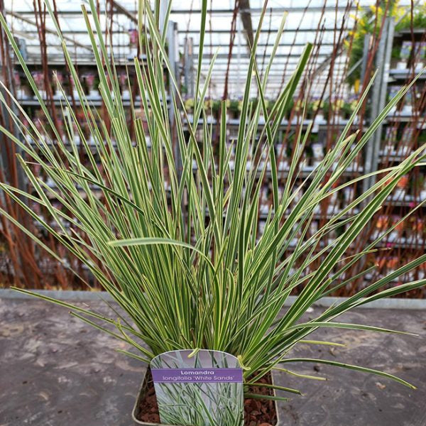 Buy Lomandra longifolia 'White Sands' online UK