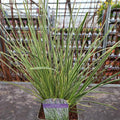 Buy Lomandra longifolia 'White Sands' online UK