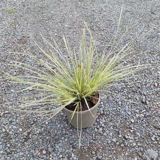 Buy Lomandra longifolia 'White Sands' online UK