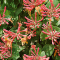 Buy Lonicera periclymenum 'Serotina' online UK