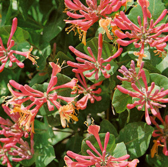 Buy Lonicera periclymenum 'Serotina' online UK