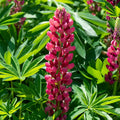 Lupinus 'Legendary Red Shades' in bloom against a backdrop of its own leaves