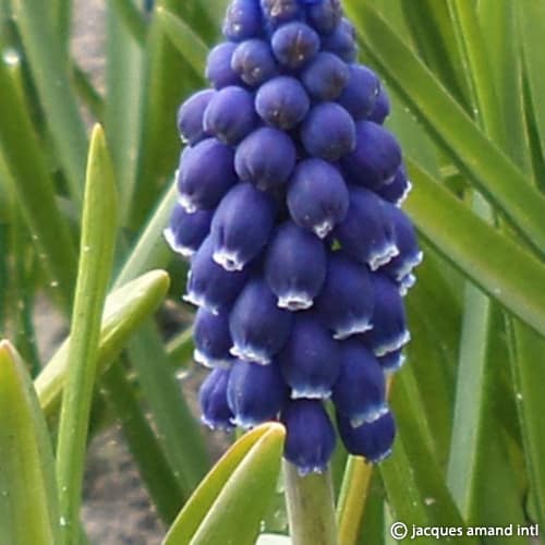 Buy Muscari 'Joyce Spirit' Bulbs online UK