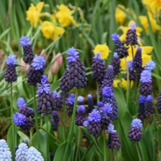 Buy Muscari latifolium (Broad-leaved Grape Hyacinth) Bulbs online UK